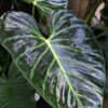 Philodendron Luxurians Plant in 4" Round Pot