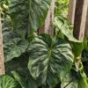 Philodendron Majestic (verrucosum x sodiroi) Plant (2x3" Deep Pot)