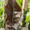 Philodendron Majesty Blood Leaf Plant in 4" Round Pot