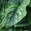 Philodendron Mamei Plant in 2x3” pot