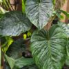 Philodendron Mamei Soderoi Plant in 2x3” pot