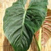 Philodendron Mamei Soderoi Plant in 4” pot