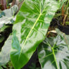 XL Philodendron Maximum Plant in 6” pot