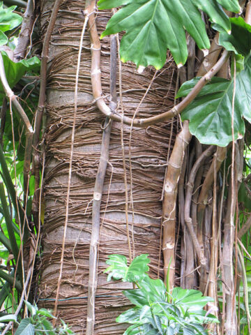 Alternative view of Philodendron Mayio Plant in 2x2x7" pot