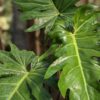 Philodendron Mayio Tropical Fern Leaf Plant in 4" pot