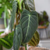 Philodendron Melanochrysum Plant in 2x2x3" pot