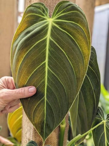 Alternative view of Philodendron Melanochrysum Plant in 2x2x3" pot