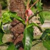 Giant Philodendron Mexicanum Red Back in 4" Pot