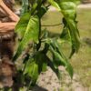 Philodendron Mexicanum Plant in 2x3" pot