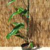 Philodendron Mexicanum Plant in 2x2x7" pot