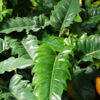 Philodendron Narrow Tiger Tooth Plant in 2x2x3” pot