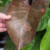 Philodendron Orange Princess in 4" Round Pot