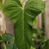 Philodendron Oxapapense Plant in 2x2x3” pot