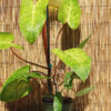 Philodendron Painted Lady Plant in 2x2x7" pot