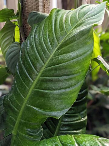 Alternative view of Philodendron Parvilobum Plant in 4" Round Pot