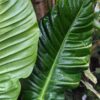 Philodendron Parvilobum Plant in 4" Round Pot