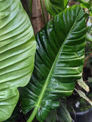 Philodendron Parvilobum Plant in 4" Round Pot
