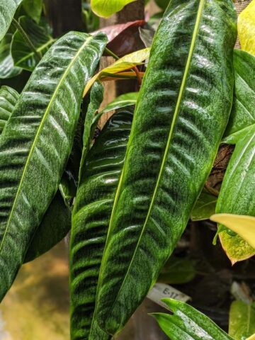Alternative view of Philodendron Patriciae Plant in 4" Round Pot