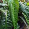 Philodendron Patriciae Plant in 4" Round Pot