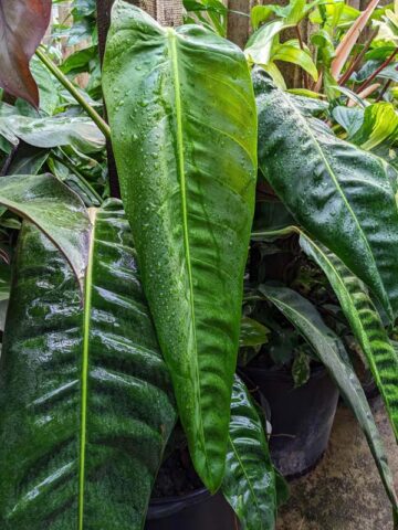 Philodendron Patriciae Plant in 4" Round Pot