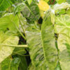 Philodendron Paraiso Verde Plant in 2x3″ pot