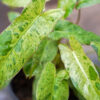Philodendron Paraiso Verde Plant in 4″ pot