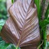 Philodendron Peruvian Crimson Back Plant in 4" Round Pot