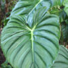 XL Philodendron Peltatum Plant in 6” pot