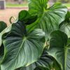 Lg. Philodendron Peltatum Plant in 4” pot