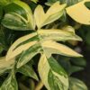 A+ RARE Philodendron Pedatum Variegata Plant in 4" Pot