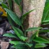 Philodendron Pierrelianum Plant in 2x2x3" Square Pot