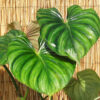 Lg Philodendron Plowmanii Plant in 4” pot