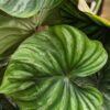 Lg Philodendron Plowmanii Plant in 2” pot
