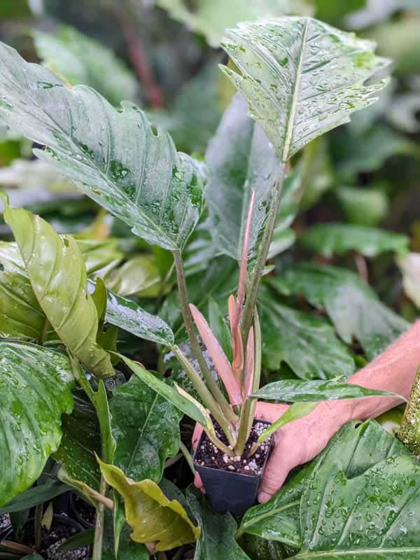 GETS HUGE Philodendron Pluto Plant in 2.5 x 3" Deep - Image 8