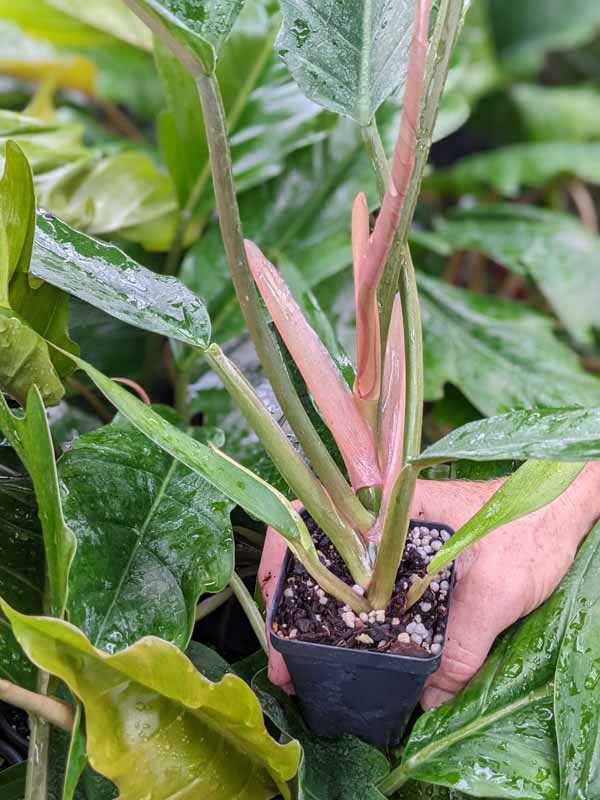 GETS HUGE Philodendron Pluto Plant in 2.5 x 3" Deep - Image 7