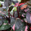 Philodendron Pink Princess Plant in 2x2x3" Square