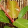 (BOGO, 2 Plant Offer) Philodendron Polynesian Sunset Plant in 2x2x3" pot