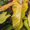 Philodendron Quad Color (Excellent Coloration)