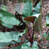 Philodendron Rojo Congo Plant in 4” pot