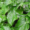 Philodendron Rohdeii Plant in 4” pot