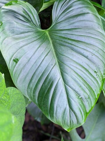 Alternative view of Philodendron Rubrocinctum Platinum in 4" Round Pot