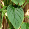 Philodendron Rubrocinctum Platinum in 4" Round Pot