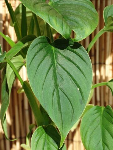 Philodendron Rubrocinctum Platinum in 4" Round Pot