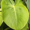 Philodendron Rugosum Plant in 4" Round Pot