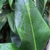 Philodendron Ruizii Plant in 4" Round Pot