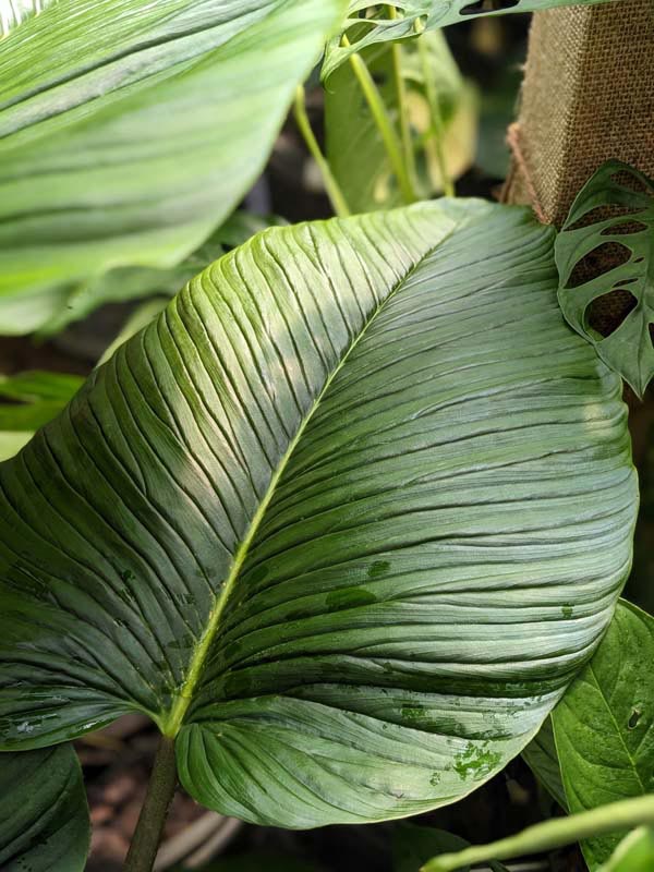 Philodendron Rugapetiolatum Plant in 4" Round Pot