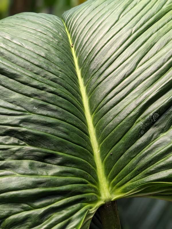 Philodendron Rugapetiolatum Plant in 4" Round Pot - Image 2