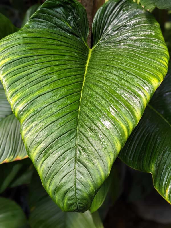 Philodendron Rugapetiolatum Plant in 4" Round Pot - Image 5