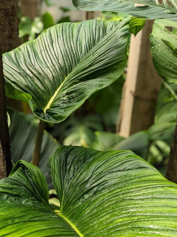 Philodendron Rugapetiolatum Plant in 4" Round Pot - Image 3