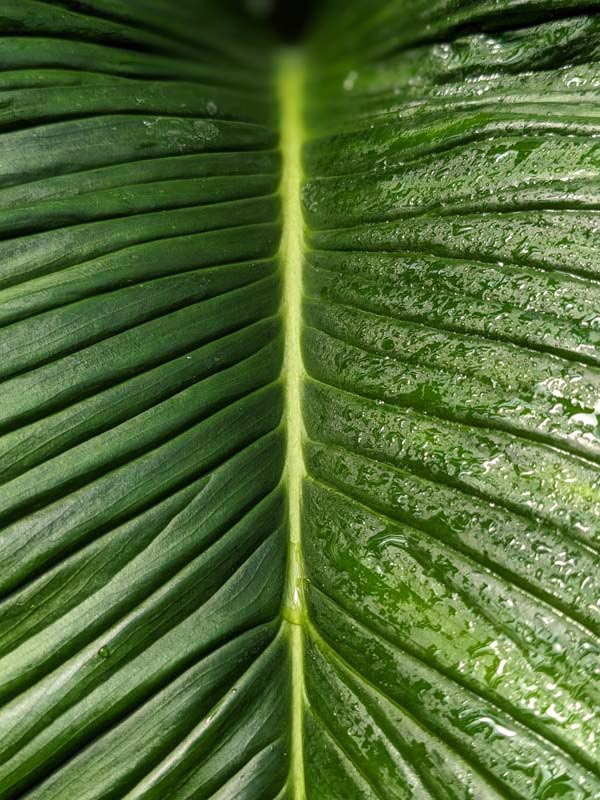 Philodendron Rugapetiolatum Plant in 4" Round Pot - Image 4